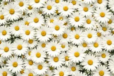 Leuchtende Gänseblümchen