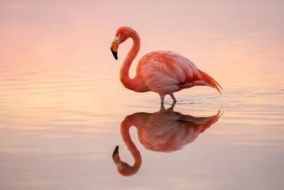 Élégance du reflet du flamant rose
