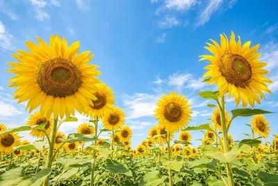 Słonecznikowe giganty