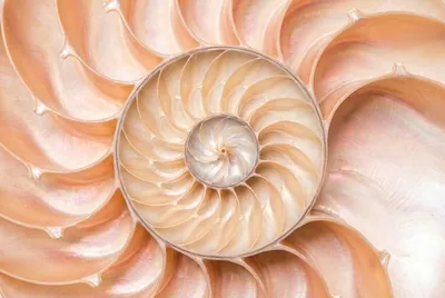 Spiralgeometrie aus Muscheln