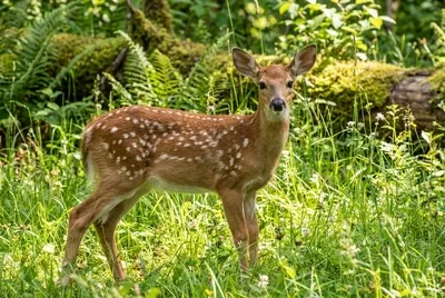 Cerbiatto, Cucciolo singolo/giovane animale,