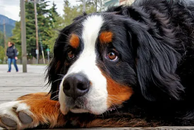 Cão da montanha Bernês.
