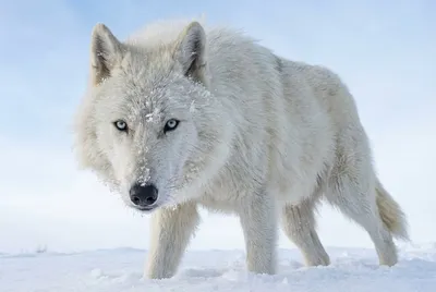 Arktischer Wolf Schneeblick