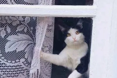 gato