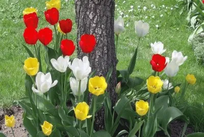 פאזל של ImÃ¡genes