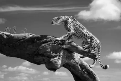LEOPARDO