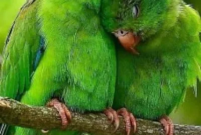 Loros jigsaw puzzle