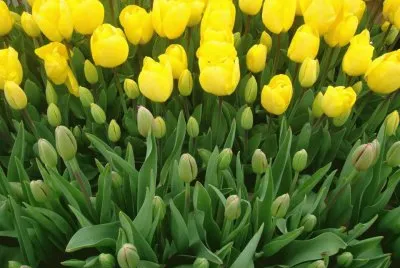 פאזל של ImÃ¡genes