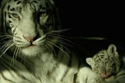 TIGRES