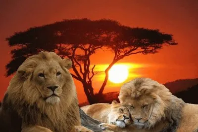 פאזל של LEONES