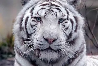TIGRE