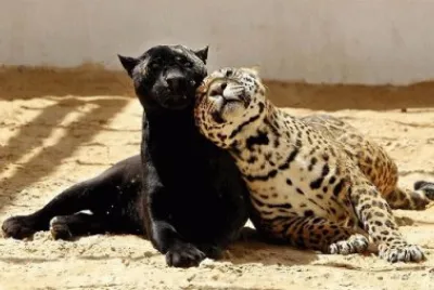 PANTERA Y LEOPARDO