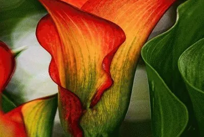 TULIPAN