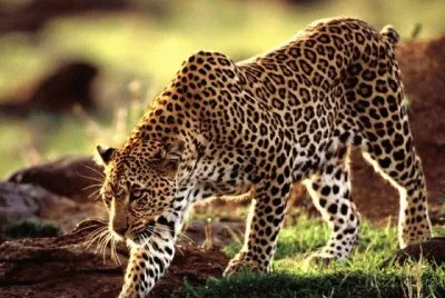 LEOPARDO