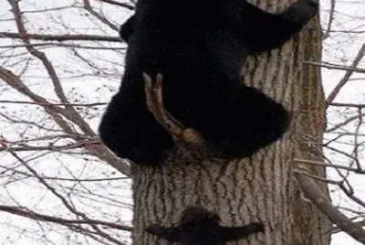 OSOS