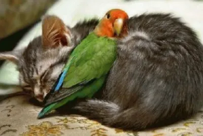 GATO Y LORO