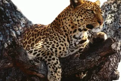 LEOPARDO