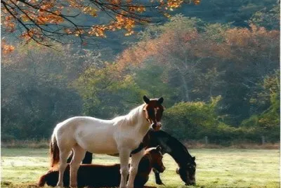 CABALLOS