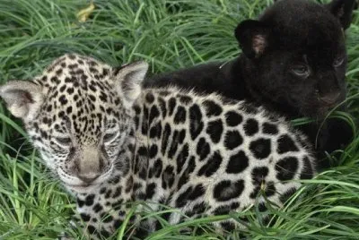 LEOPARDOS