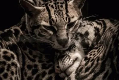 LEOPARDOS
