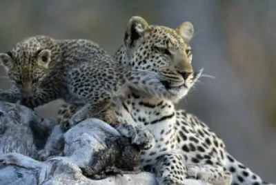 LEOPARDOS