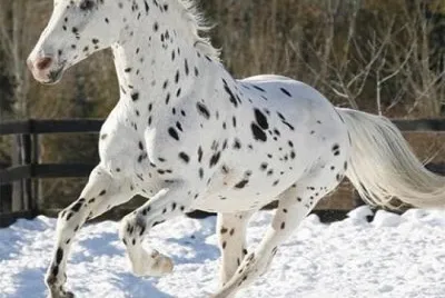 CABALLO