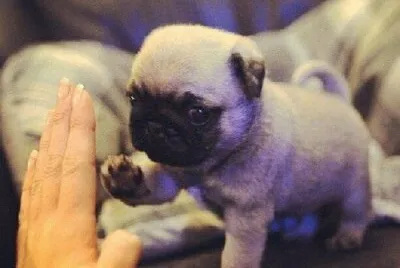 PERRITO