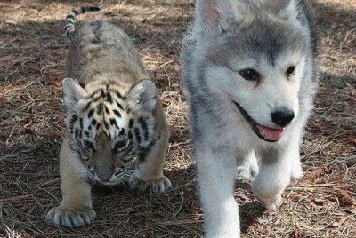 TIGRITO Y LOBITO