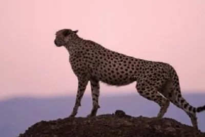 LEOPARDO