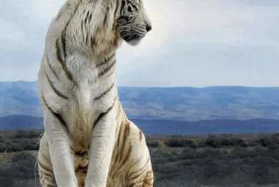 TIGRE