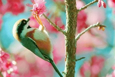 PAJARITO