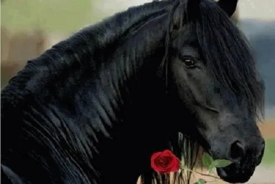 CABALLO