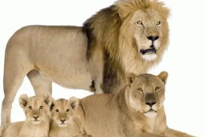 LEONES