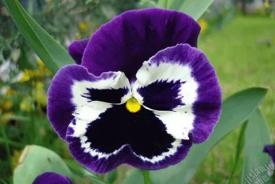 Vibrant Pansy