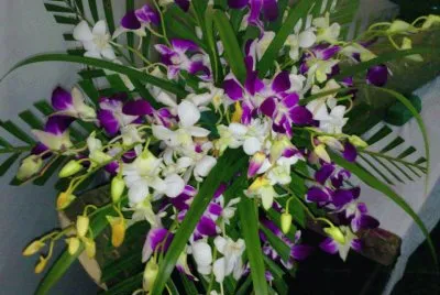 פאזל של flores