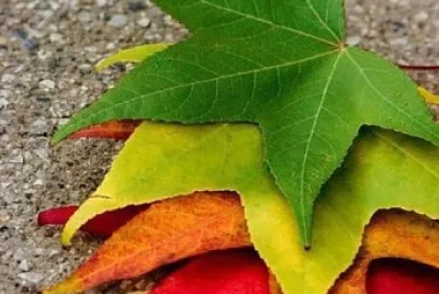 naturaleza