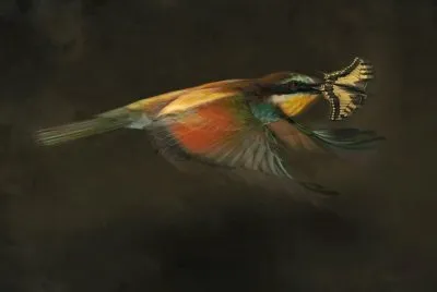 פאזל של pajaro de caza