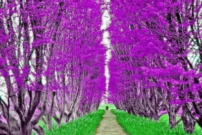 paissagem