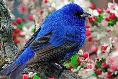 פאזל של pajarillo azul