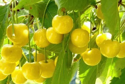 frutas amarillas