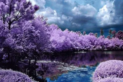 paisaje lila