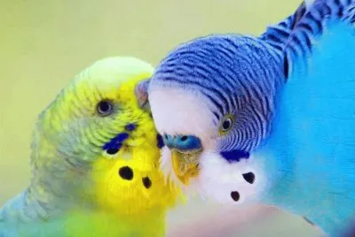 פאזל של periquitos del amor