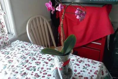 ORQUIDEAS MORADAS