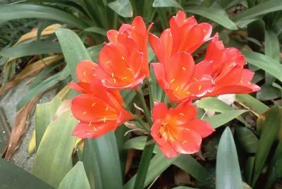 FLOR NARANJA