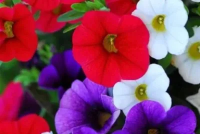 Flores