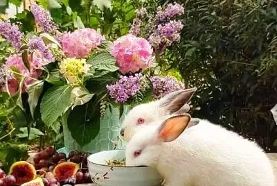 animales