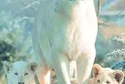 animales