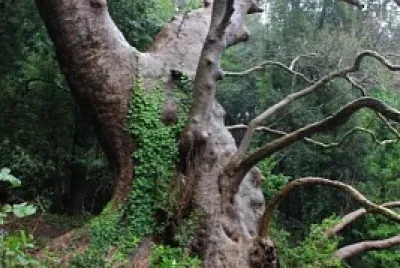 Árbol jigsaw puzzle