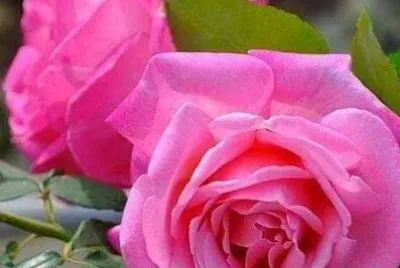 Rosas
