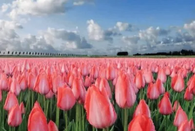 Tulipanes Rosas